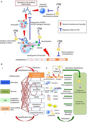 Thrombomodulin as a Physiological Modulator of Intravascular Injury